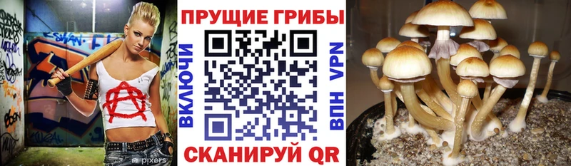 Галлюциногенные грибы мицелий  Мариинский Посад 